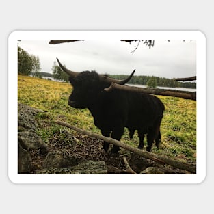 Scottish Highland Cattle Dark Black Bull 2089 Sticker